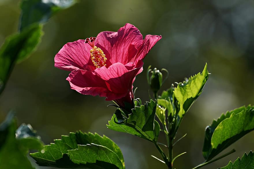 hibisco, hibisco rojo, flor roja, jardín, naturaleza, hoja, de cerca, planta, flor, verano, pétalo