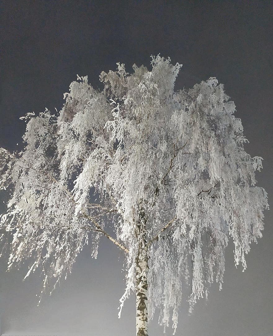 kış, don, huş ağacı, doğa