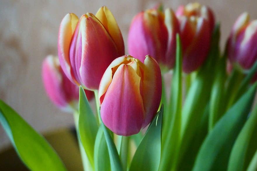 tulipes, fleurs, pétales, Floraison, flore, légume, tulipe, fleur, plante, tête de fleur, fermer