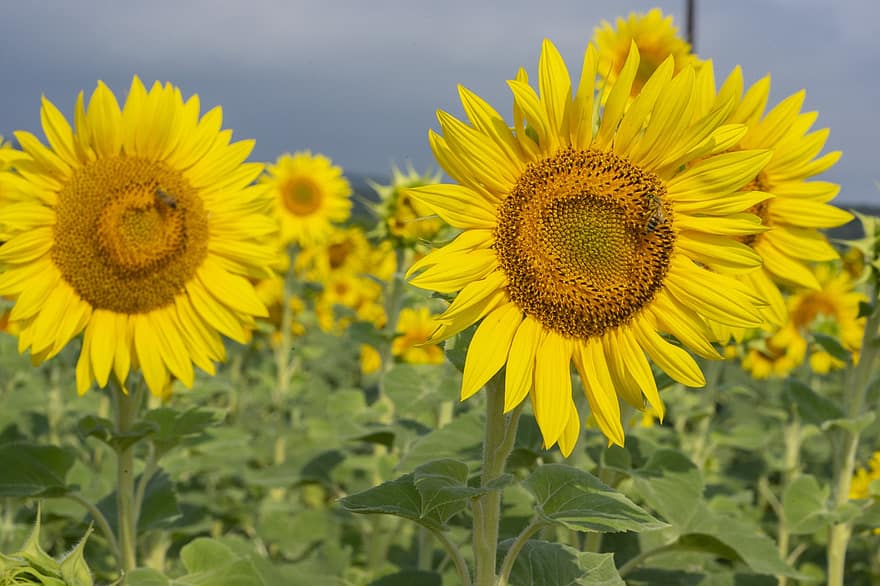 соняшники, соняшникове поле, соняшникова ферма, жовті квіти, цвітіння, природи