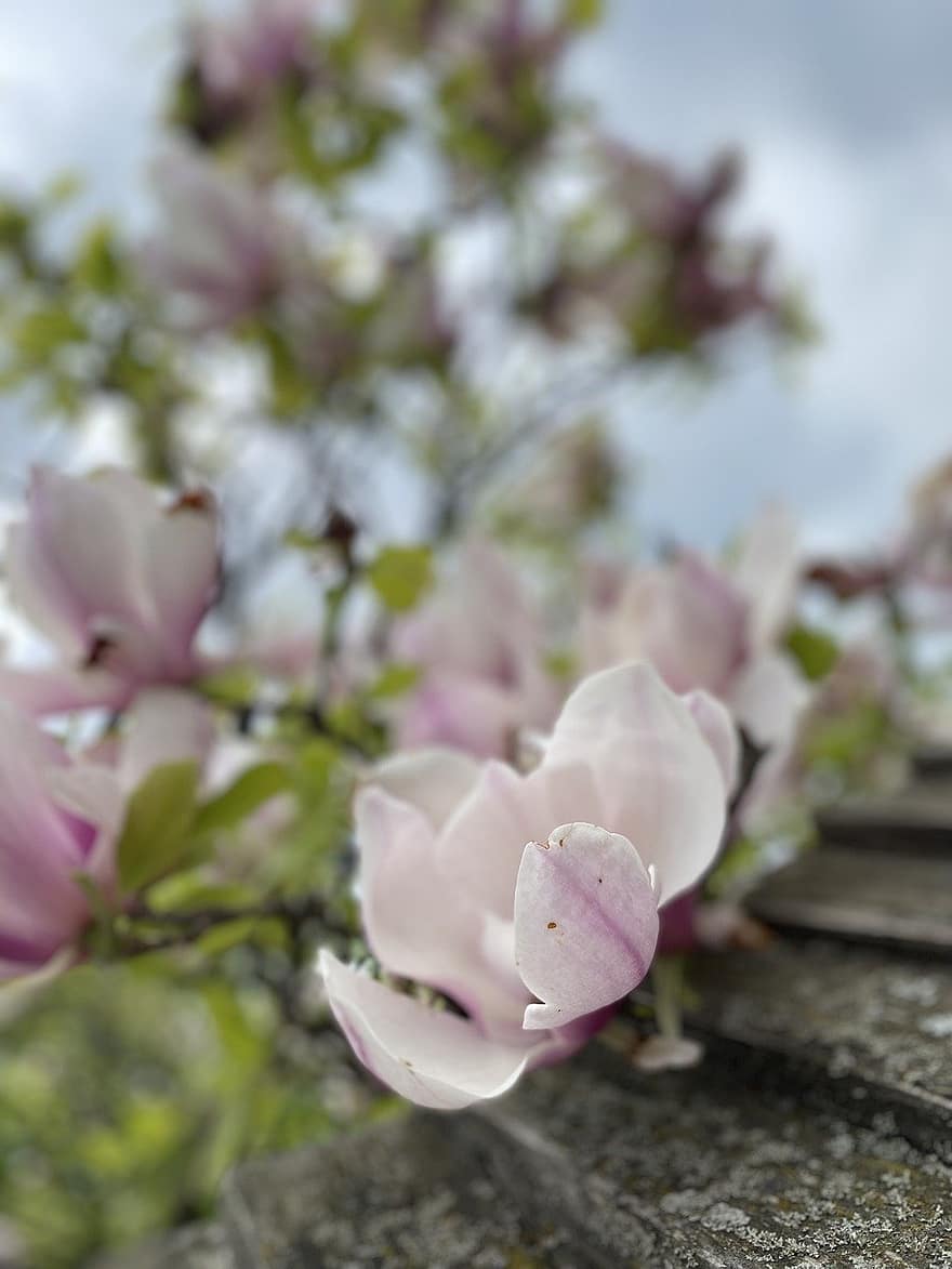 bunga-bunga, bunga-bunga merah muda, magnolia, alam, pohon, bunga, menanam, daun bunga, kepala bunga, warna merah jambu, mekar