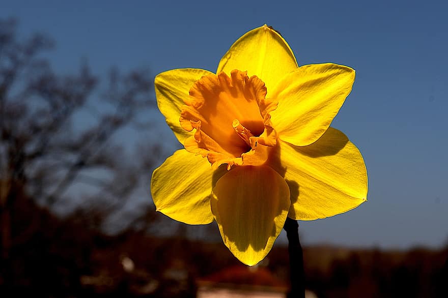 gele narcis, bloem, gele bloem, de lente, tuin-, tuinieren, tuinbouw, plantkunde