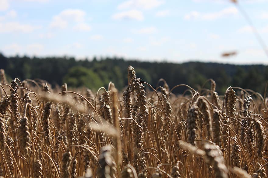 grano, campo de trigo, cebada, naturaleza, campo de grano, cosecha, agricultura, verano, escena rural, granja, prado