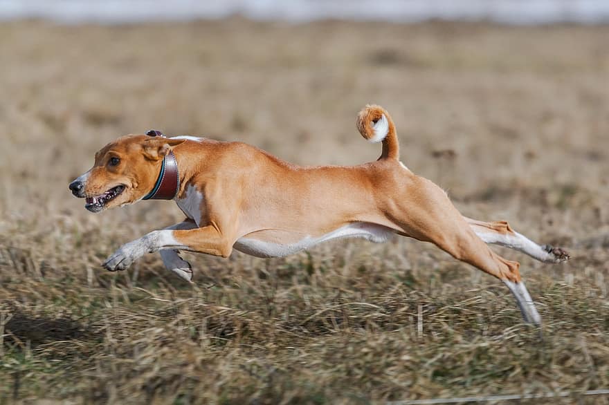 Basenji, куче, бягане, поле, на открито, активен, животно, кучешки зъби, ловкост, атлетичен, кучешки