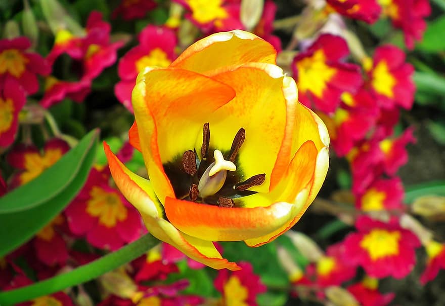 blomst, tulipan, have, forår, plante, tæt på, blomsterhoved, blad, sommer, kronblad, gul
