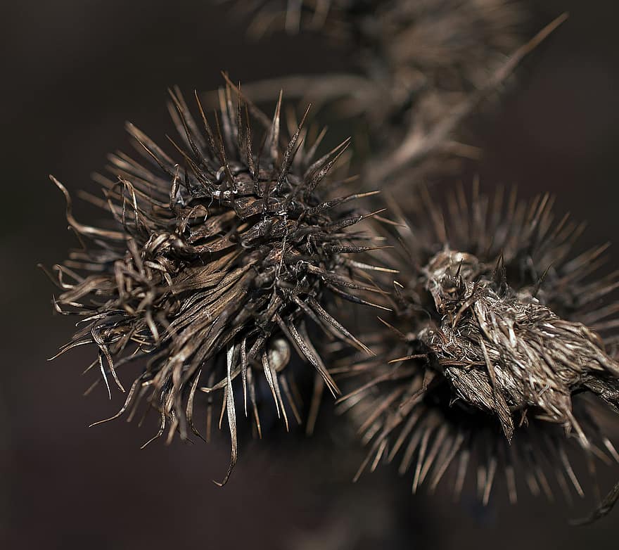 Flower, Thistle, Dried, Fall, Path, Forest, close-up, thorn, macro, sea urchin, plant