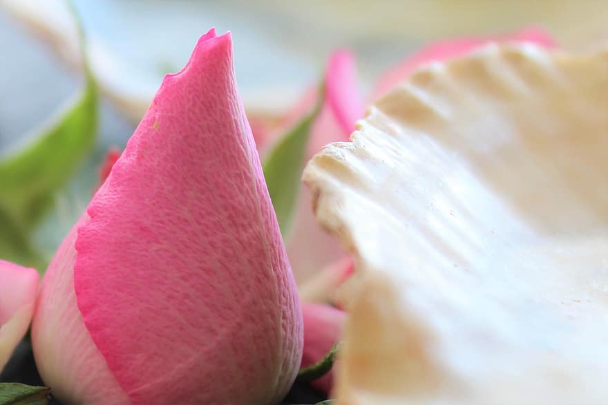 rozes, rozā rozes, rozā rozā ziedlapiņām, ziedi, rozā ziedi, rožu ziedlapiņas, raksturs, dekoru, apdare, pušķis, tuvplāns
