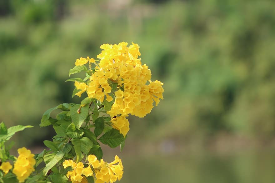 Yellow Elder, Flowers, Plant, Yellow Flowers, Petals, Leaves, Bloom, Flora, Nature, yellow, flower