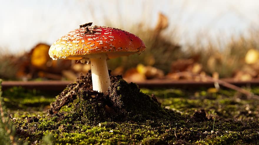 houba, muchomůrka, moucha agaric, létat amanita, červená houba, les, lesní podlaha, Příroda