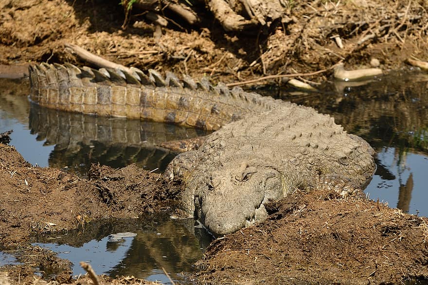 crocodilo do nilo, animal, animais selvagens, masai mara, África, réptil, crocodilo, animais em estado selvagem, agua, pântano, jacaré