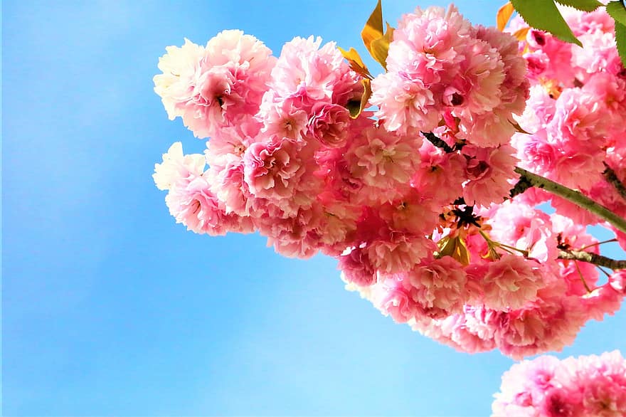 květiny, sakura, třešňové květy, jaro, japonské třešňové květy, růžové květy, strom