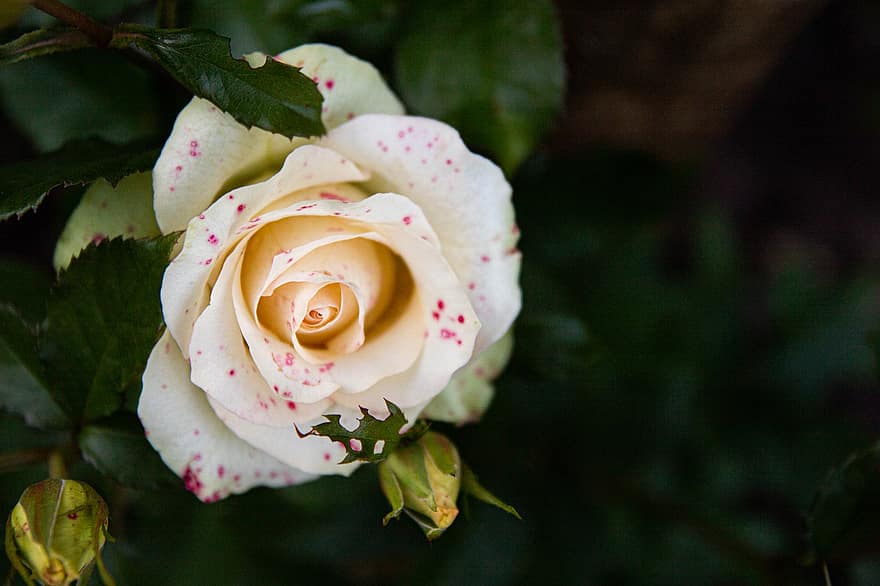 роза, бяла роза, листенца, цвете, розови листенца, разцвет, цвят, флора, цветарски, градинарство, ботаника