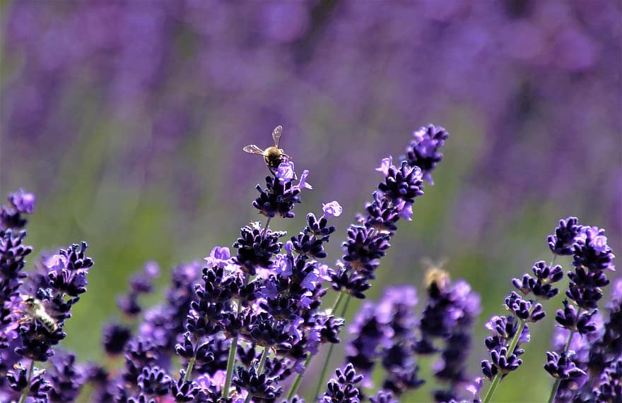 лаванда, фиолетовые цветы, пчела, опыление, нектар, соцветие, пурпурный, коллекционировать, ботаника, Флора, завод