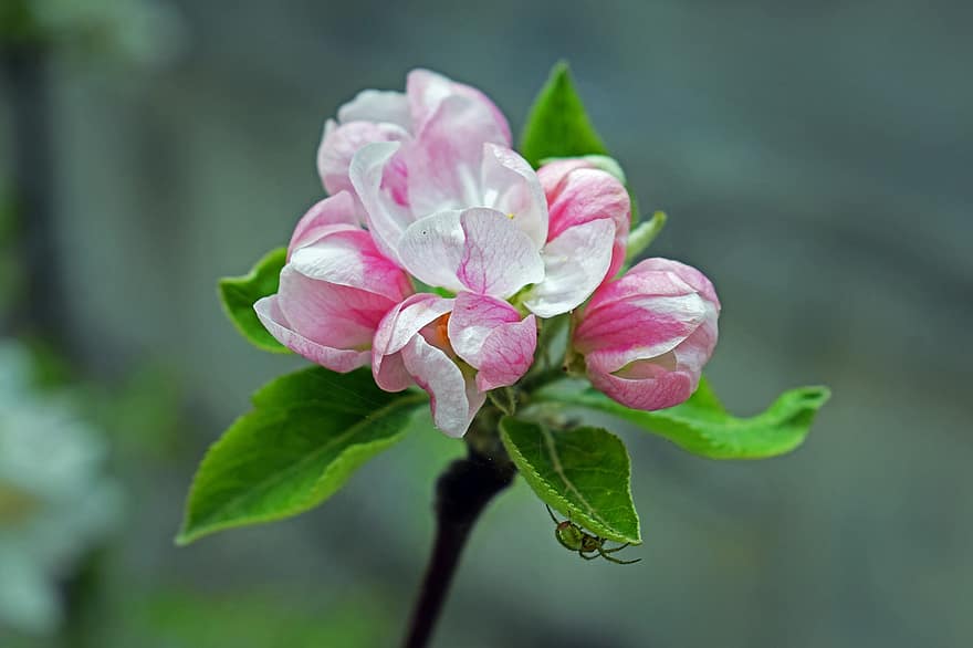 manzana, las flores, planta, flor de manzana, Flores rosadas, floración, flor, hojas, primavera, hoja, de cerca
