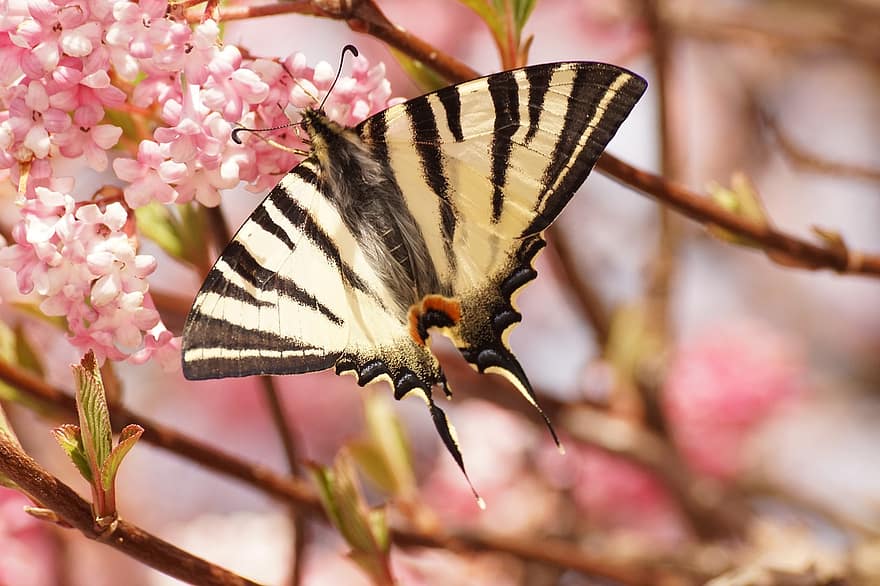 бабочка, Западный тигровый ласточкин хвост, розовые цветы, опыление, насекомое, энтомология, макрос
