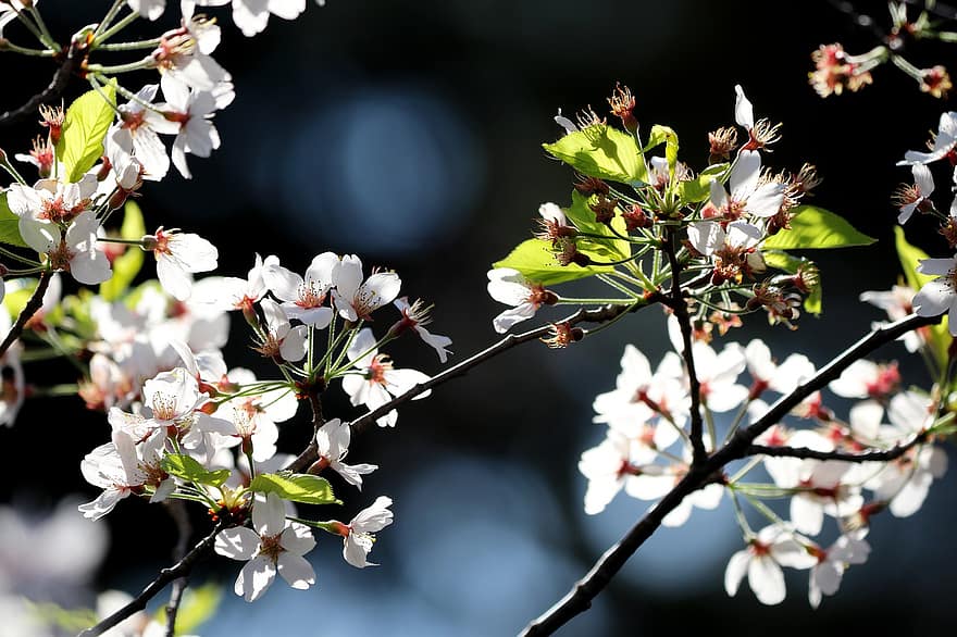 フラワーズ、桜の花、春、季節の、咲く、花、植物学、自然、花びら、風景、木