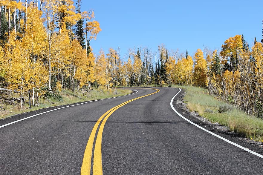 Droga, Natura, ścieżka, las, spadek, jesień, pora roku, żółty, drzewo, asfalt, krajobraz
