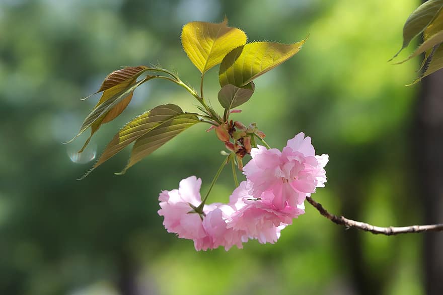 цвітіння вишні, квіти, весна, рожеві квіти, сакура, цвітіння, відділення, дерево, природи