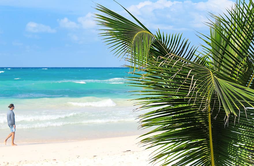 plaża, Palma, morze, lato, ocean, wakacje, mężczyzna, osoba, tropikalny, podróżować, zrelaksować się