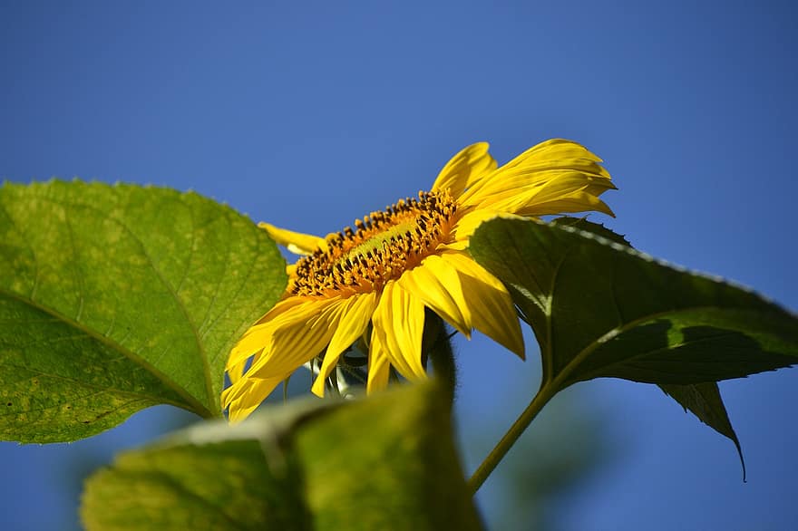 Sunflower, Yellow Flower, Flower, Plant, Flora, Helianthus