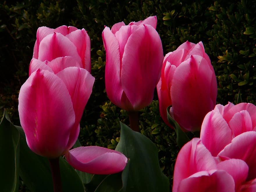 las flores, primavera, tulipanes, Dobrzyca, Polonia, Jaroslaw Banaś, Pomerania Occidental, estacional, floración