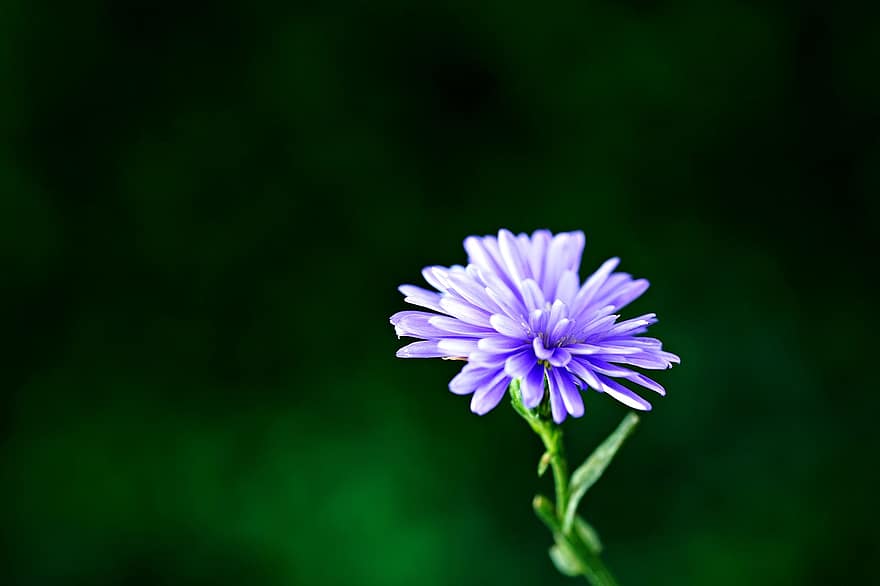 asteri, kukka, violetti kukka, kasvisto, kasvi, lähikuva, kesä, vihreä väri, terälehti, violetti, kukka pää