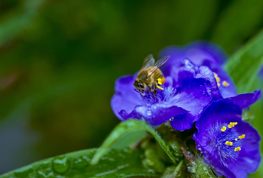 pszczoła miodna, pszczoła, owad, błonkoskrzydłe, zwierzę, ochrona gatunków, wygaśnięcie, zagrożenie, zbierać, nektar, kochanie