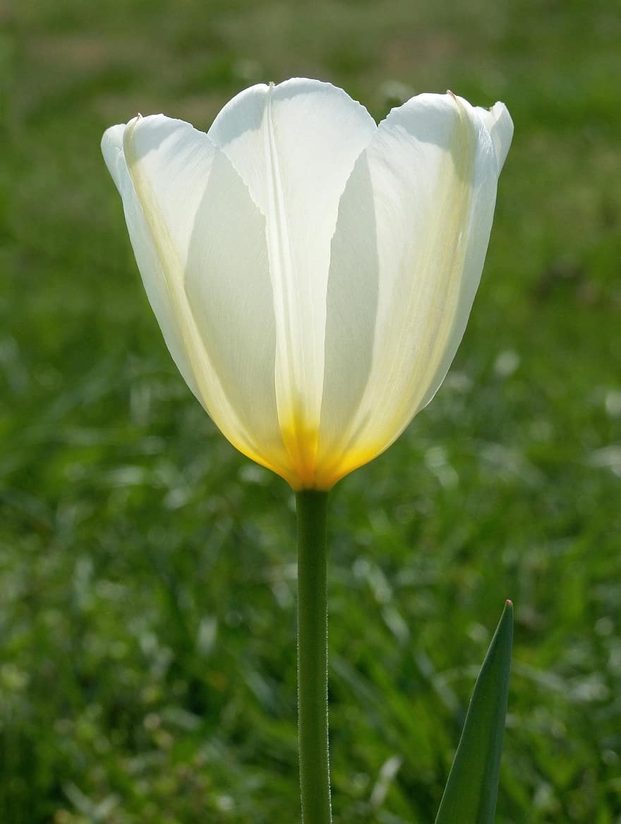 Tulip, Flower, Plant, Petals, Bloom, Blossom, Flora, Spring, Beautiful, Botany, Garden