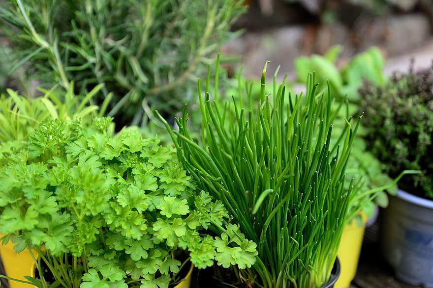 Herbs, Garden, Herb Garden, Culinary Herbs, Plants, Parsley, Chives, Potted Plants, Potted Herbs, Fresh
