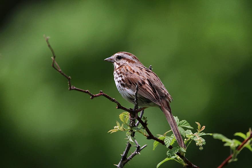lagu sparrow, burung, hewan, margasatwa, bulu burung, cabang, bertengger, ilmu burung, mengamati burung, alam