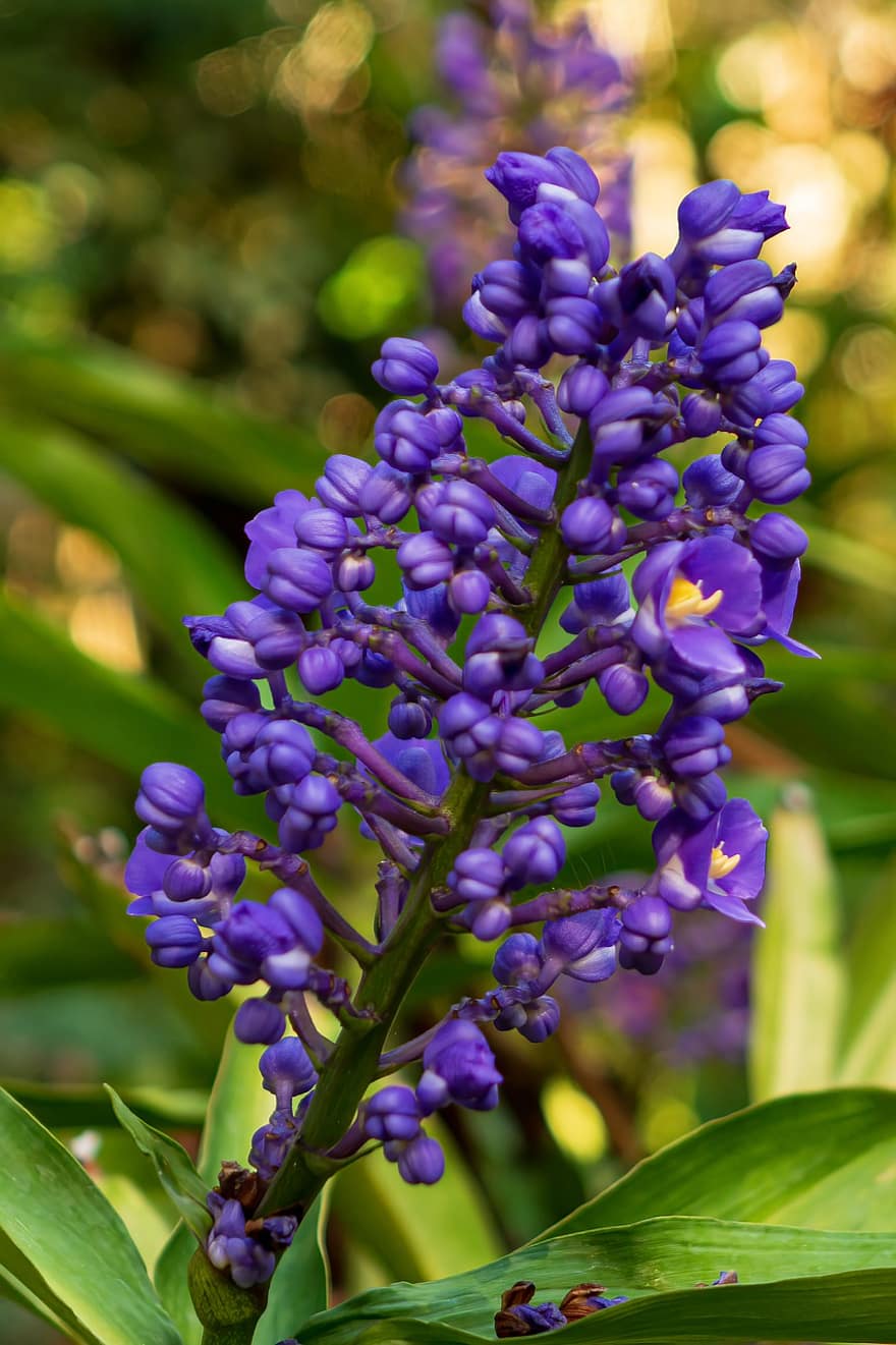 紫色の花、花序、紫の、花びら、咲く、開花、紫色の花びら、フローラ、花卉、園芸、植物学