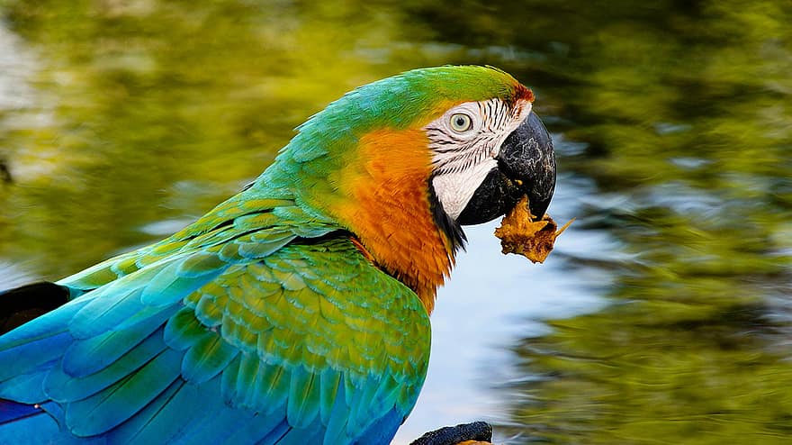 papuga, kolorowy, ara, ptak, Psittacoidea, egzotyczny, egzotyczny ptak, kolorowe pióra, kolorowe upierzenie, zdrowaśka, ptaków