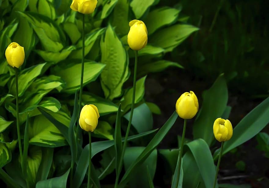 květiny, tulipány, žluté tulipány, Příroda, žluté květy, kvetoucí květiny, žlutá, zelená barva, rostlina, květ, list