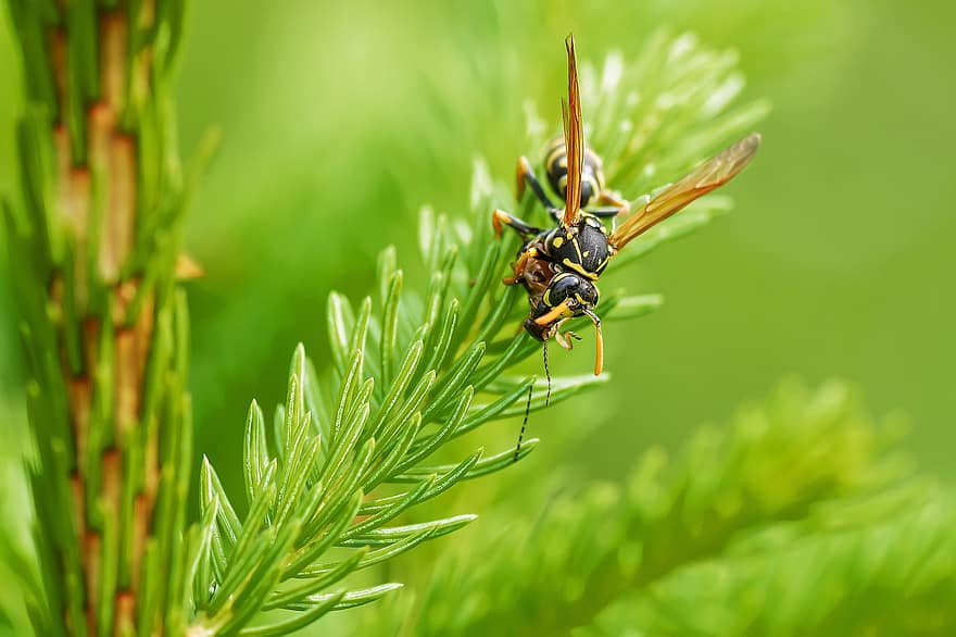 tawon, tabuhan, serangga, kumbang, penerbangan, sayap, menyelidiki, pohon cemara, pohon, menyengat