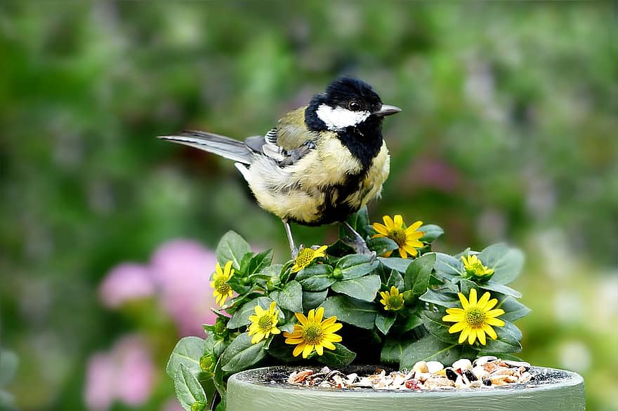 pták, slunečnicová semínka, zahrada