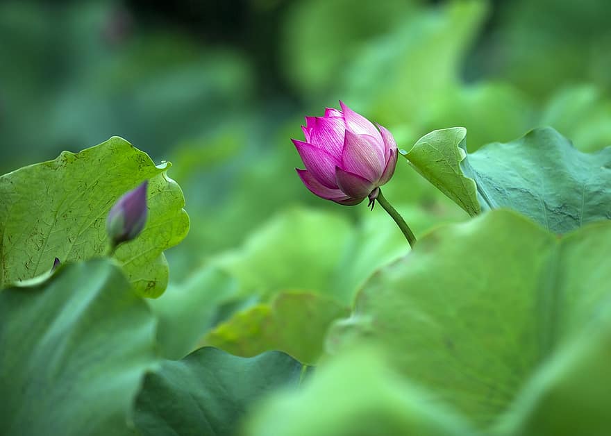 Lotus, Blume, pinke Blume, Lotus Blume, Lotus verlässt, blühen, Blütenblätter, rosa Blütenblätter, Flora, Wasserpflanze, Natur