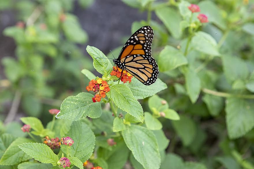 monark sommerfugl, sommerfugl, blomster, insekt, dyr, vinger, pollinering, anlegg, hage, natur, nærbilde