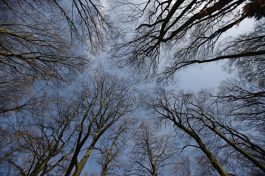 Trees, Sky, Winter, Ambiance, Nature, tree, forest, branch, season, leaf, autumn