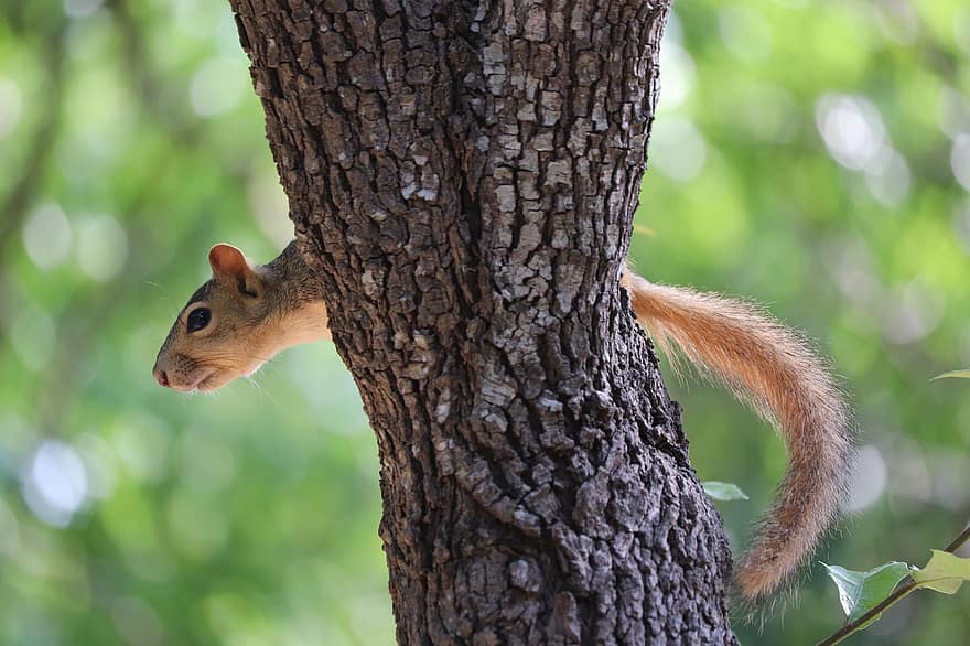 Squirrel, Rodent, Hiding, Peeking, Tree, Tree Trunk, Forest, Wildlife, Animal