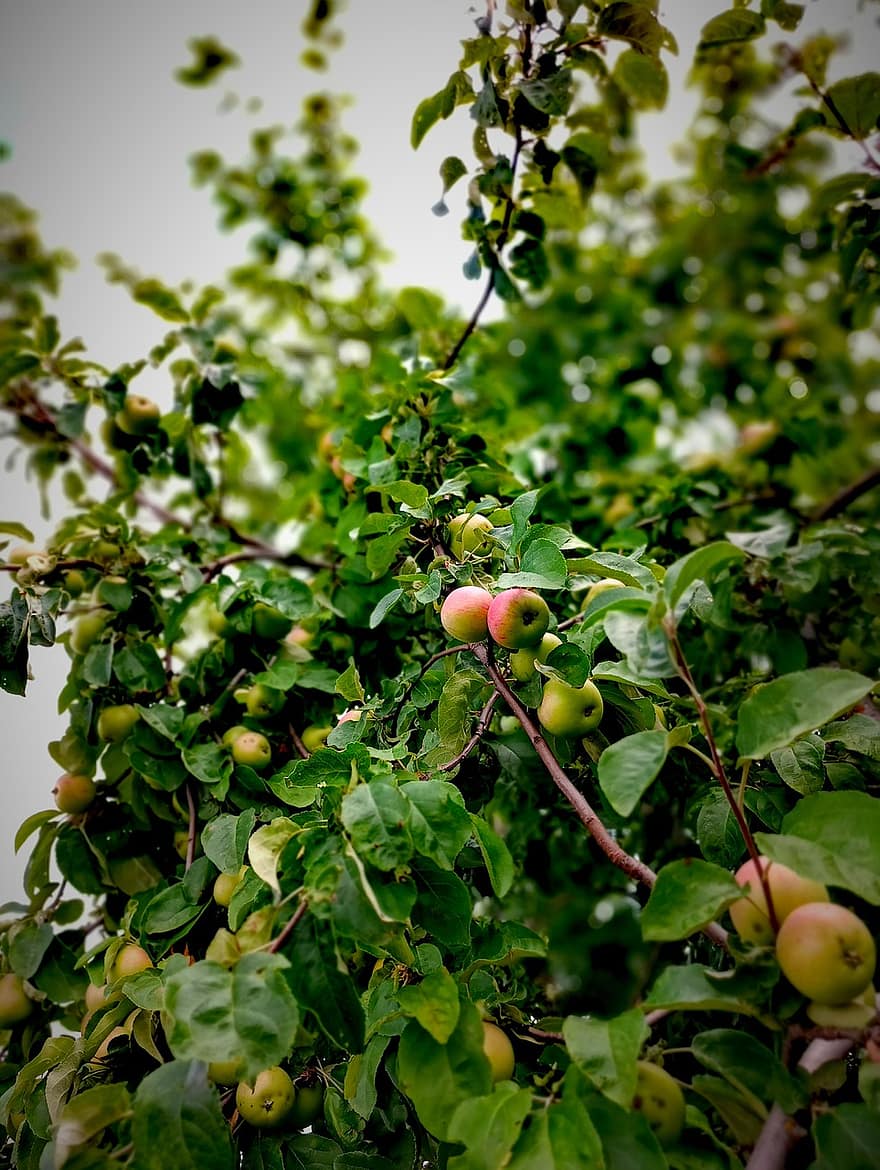 omenat, hedelmä, puu, lehdet, lehvistö, kasvitiede