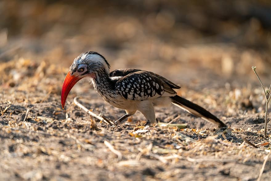 Northern Red-billed Hornbill, Bird, Safari, Animal, Hornbill, Wildlife, Fauna, Wilderness, Nature, Animal World, Botswana