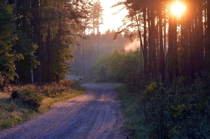 път, гора, изгрев, черен път, сутрин, мъгла, дървета, мъглив, слънце, природа, дърво