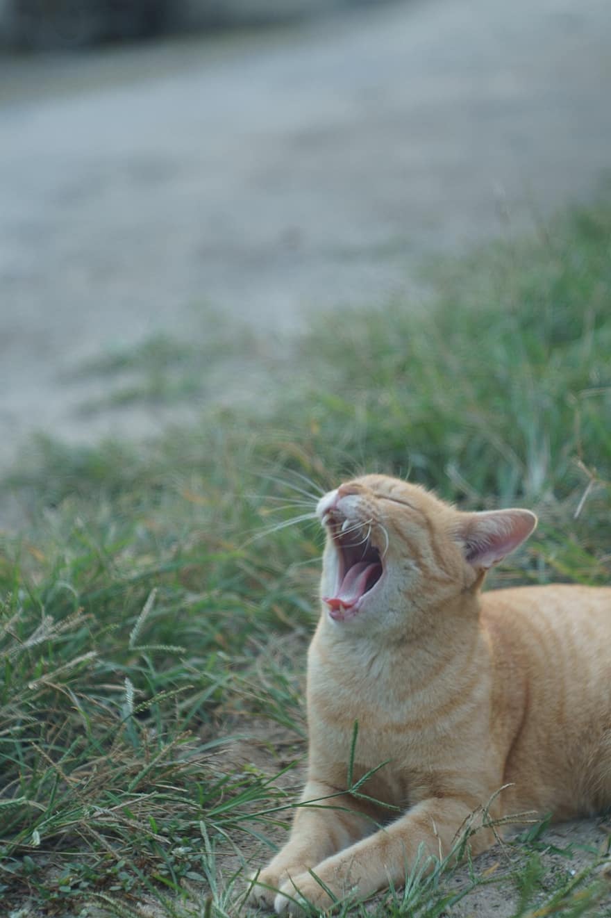 kaķis, yawn, zāli