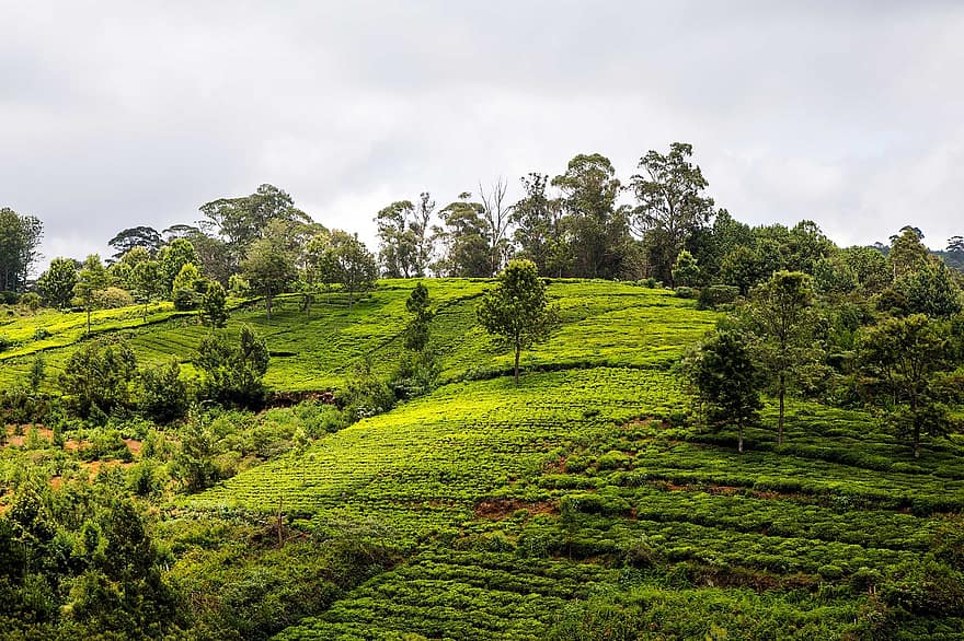 مزارع الشاي ، مزرعة ، الغطاء النباتي ، زراعة الشاي ، زراعة ، الزراعة ، أرض صالحة للزراعة ، الأشجار ، متناغم