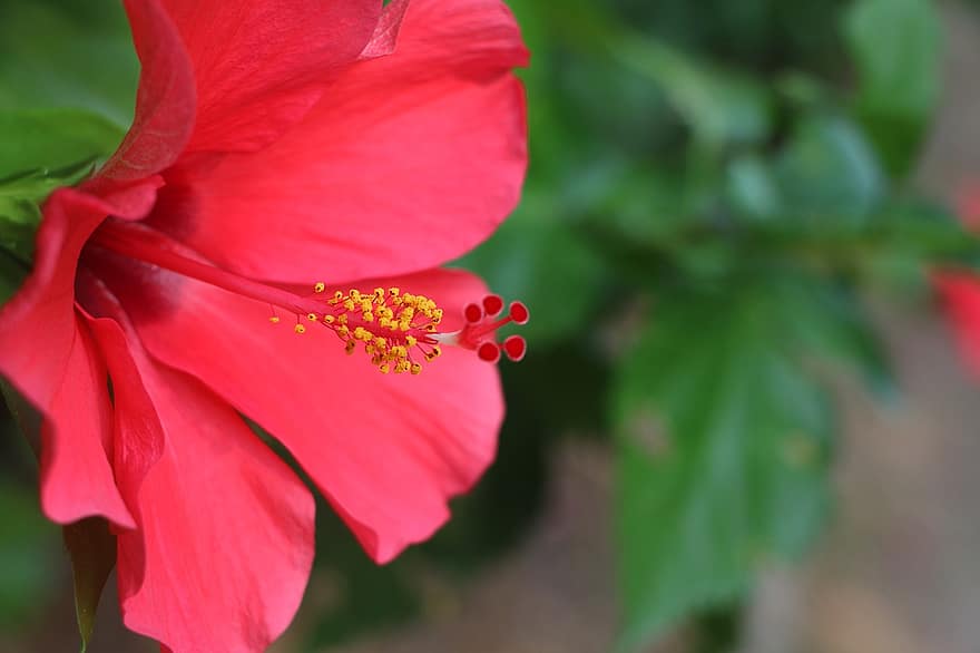 rød blomst, rød hibiskus, støvdrager, makro, have
