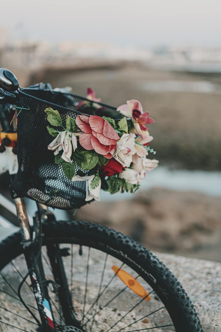 cykel, korg, blommor, kanalbrygga, sommar, cadiz, cykling, blomma, sport, semester, livsstilar