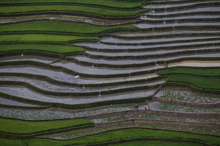 ris terrasser, risfält, bruka, lantbruk