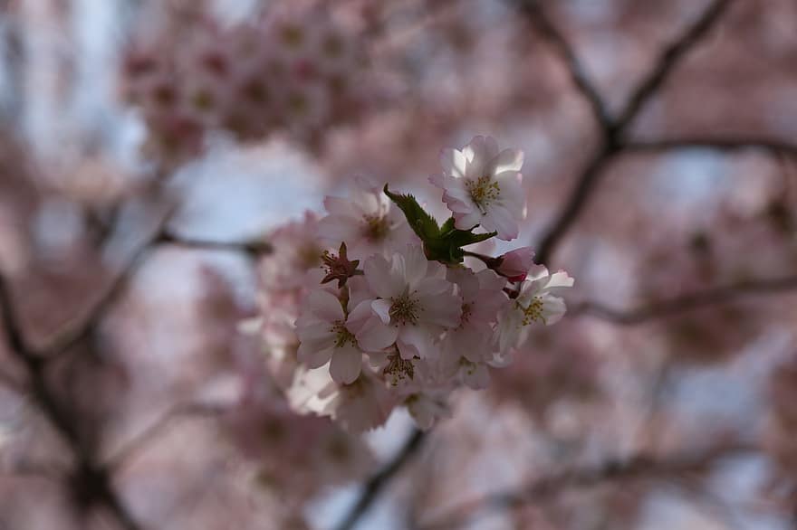 ķiršu ziedi, pavasarī, sakura, koks