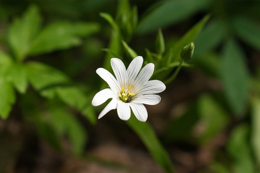 Flower, White Flower, Garden, Macro, Nature, Bloom, plant, close-up, green color, summer, springtime