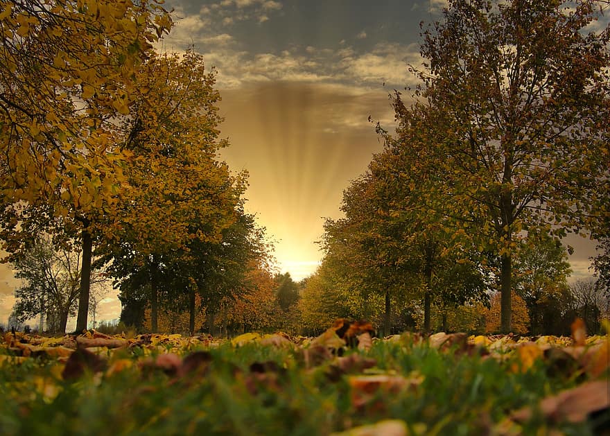 l'automne, des arbres, rue, feuilles mortes, bordée d'arbres, feuilles séchées, une façon, le coucher du soleil, feuilles, feuillage, feuilles d'automne